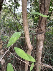 Smilax glabra