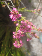 Erica pulchella