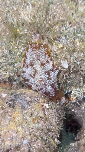 Pleurobranchus observed 2026-01-01