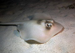 Trygonoptera personata
