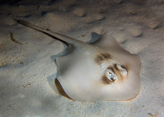 Trygonoptera personata