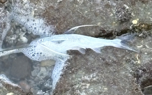 Cat fish (Bagre marinus) — Ariidae — 3