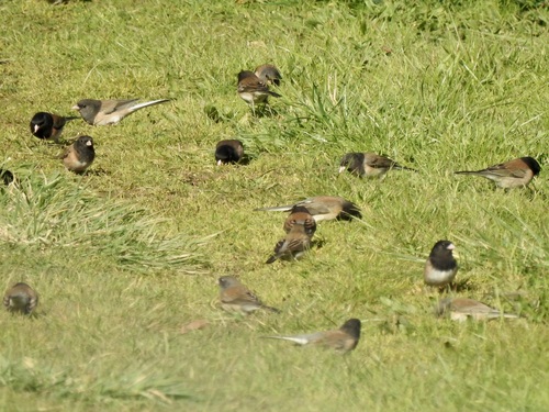 Dark-eyed Junco