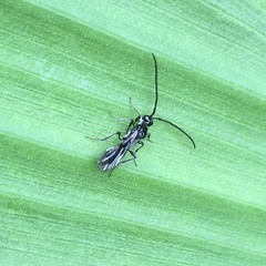 Diapriinae