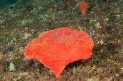 Echinoclathria leporina
