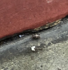 Myrmecophilus americanus