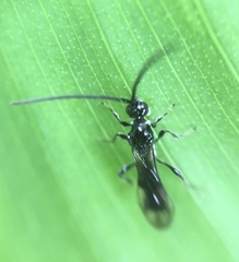 Diapriinae