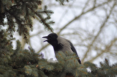 Corvus cornix