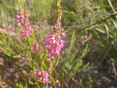 Erica pulchella