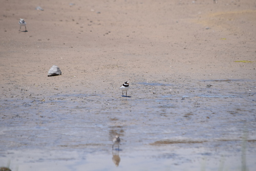 iNaturalist: (c) Silvia Garcia Fernandez, some rights reserved (CC BY-NC), uploaded by Silvia Garcia Fernandez iNaturalist image