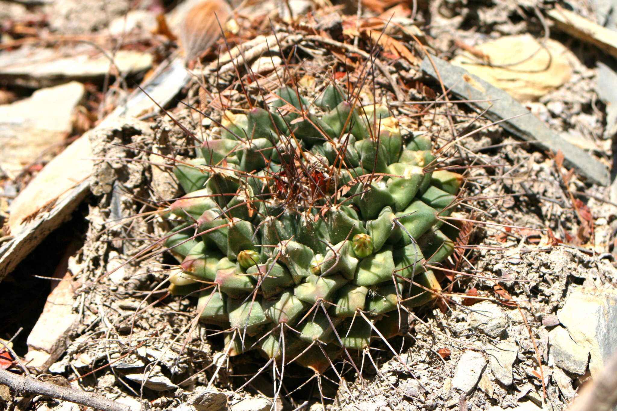 Mammillaria Winterae (Mammillaria winterae)