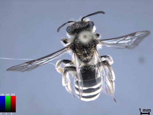 iNaturalist observation photo of Bees