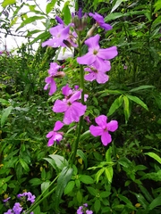 Hesperis matronalis