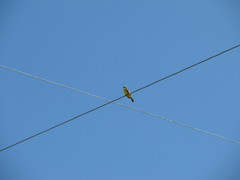 Myiozetetes cayanensis