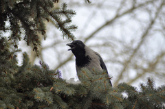Corvus cornix