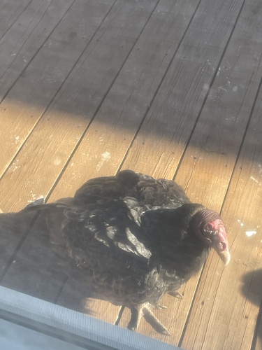 Turkey Vulture photographed in South Carolina