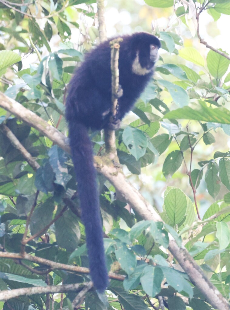 Colombian Black-handed Titi