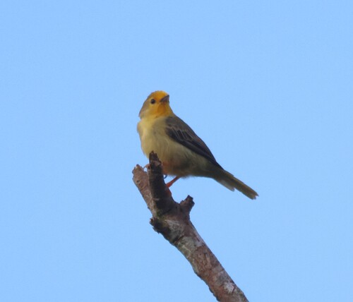 Orange-fronted Plushcrown (Metopothrix aurantiaca), photo 4