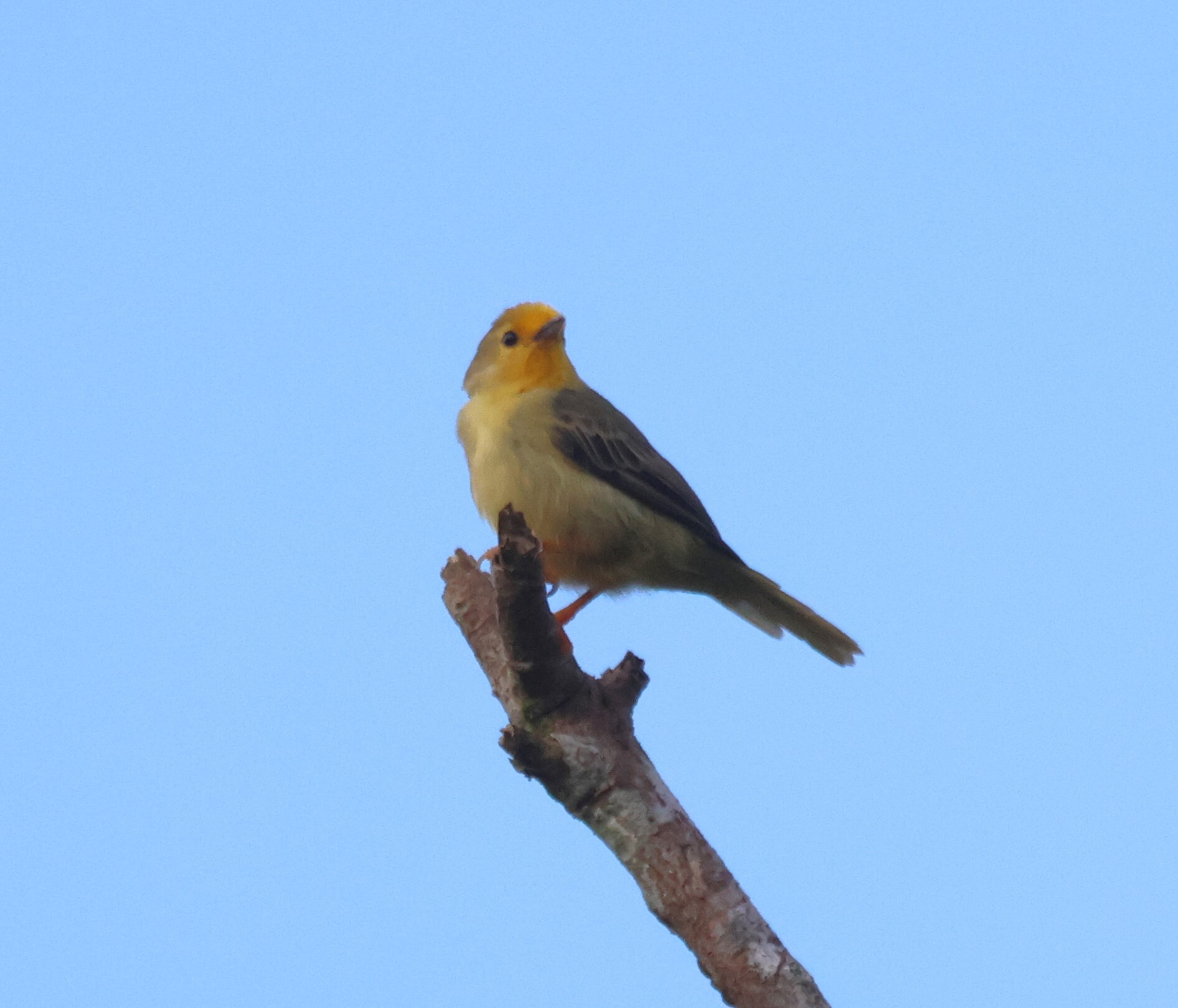 Orange-fronted Plushcrown (Metopothrix aurantiaca), photo 4