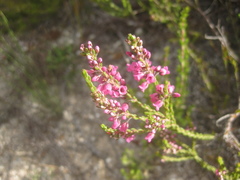 Erica pulchella