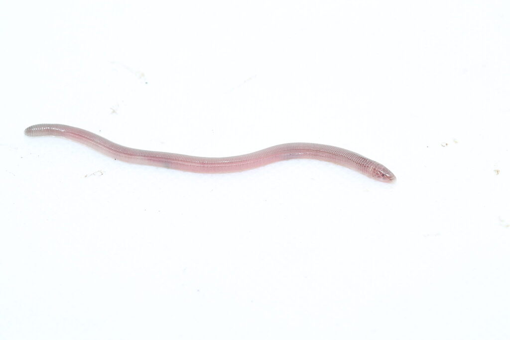 Perico Worm Lizard