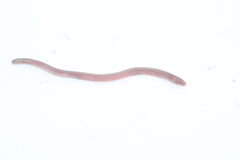 Perico Worm Lizard photo 1