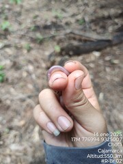 Perico Worm Lizard photo 2