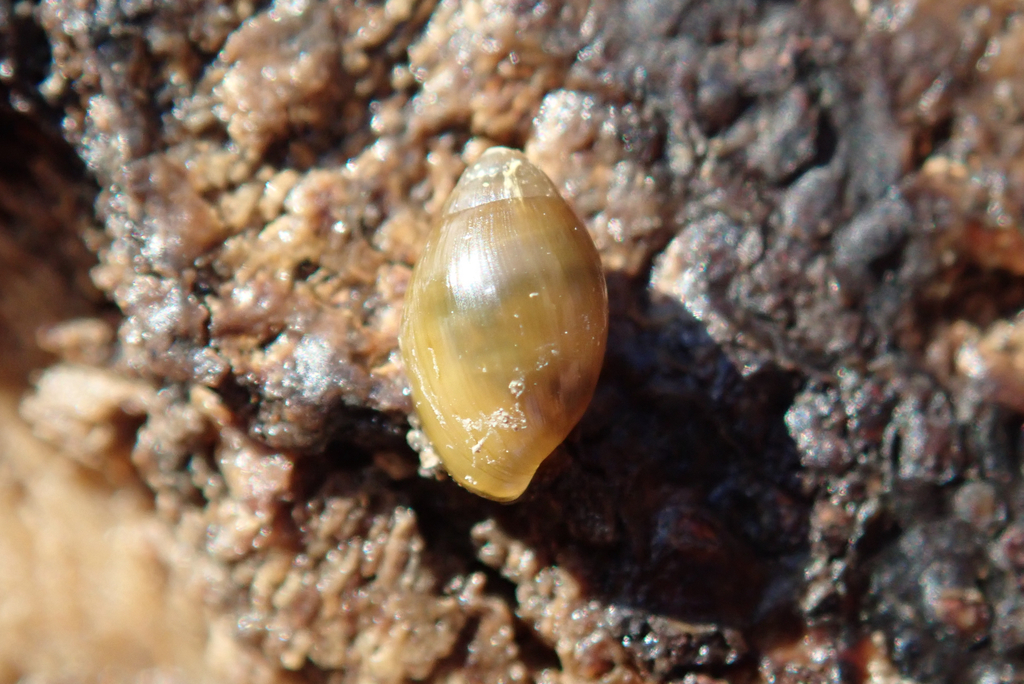 Auriculastra duplicata