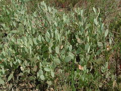 Atriplex pedunculata
