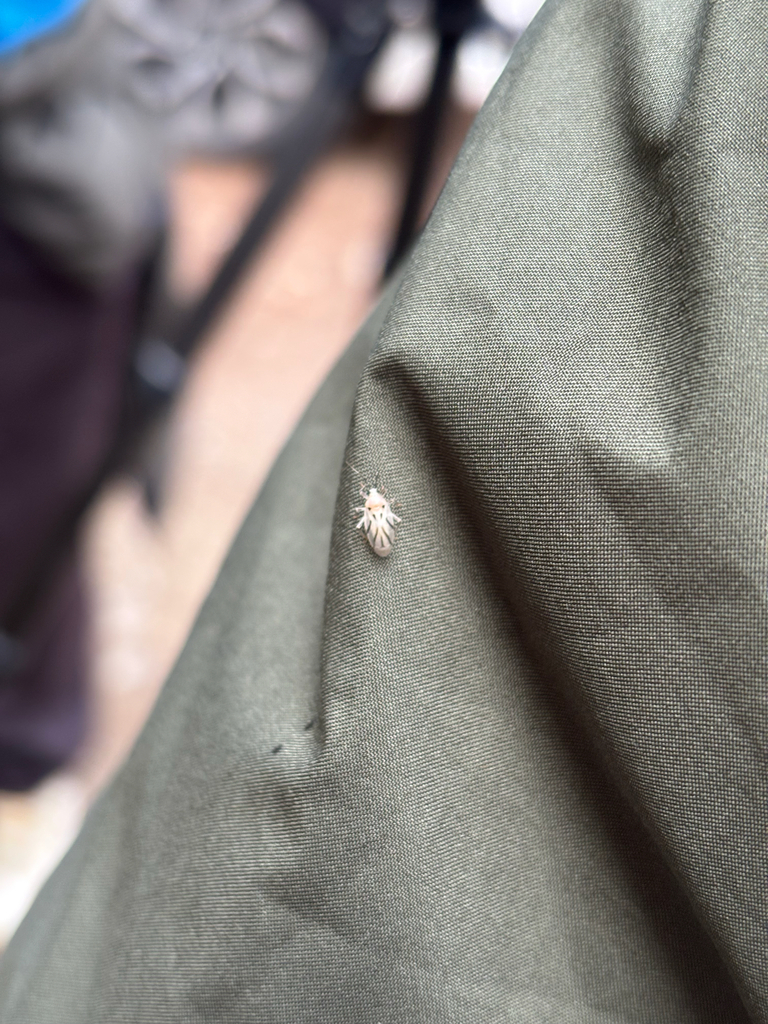 Eccritotarsus plagosus