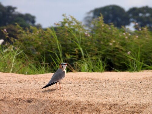 iNaturalist image