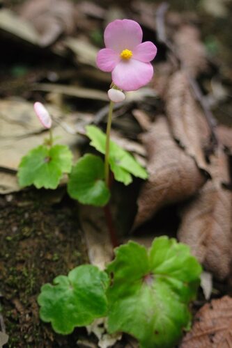 Begonia uniflora