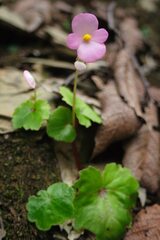 Begonia uniflora