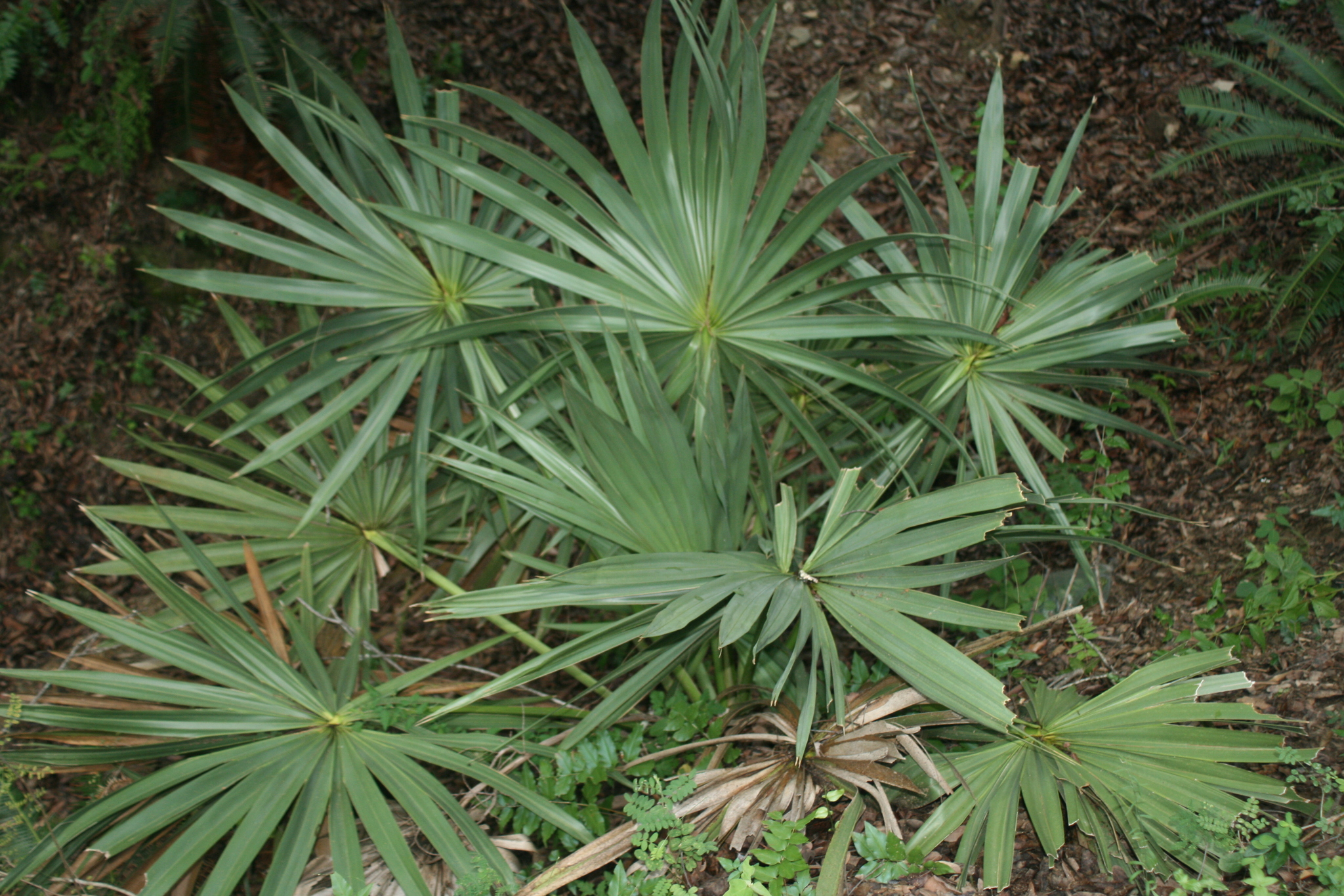 Sabal tamaulipensis