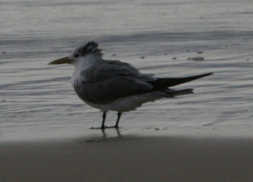 iNaturalist: (c) jaydenm-c, some rights reserved (CC BY-NC) iNaturalist image