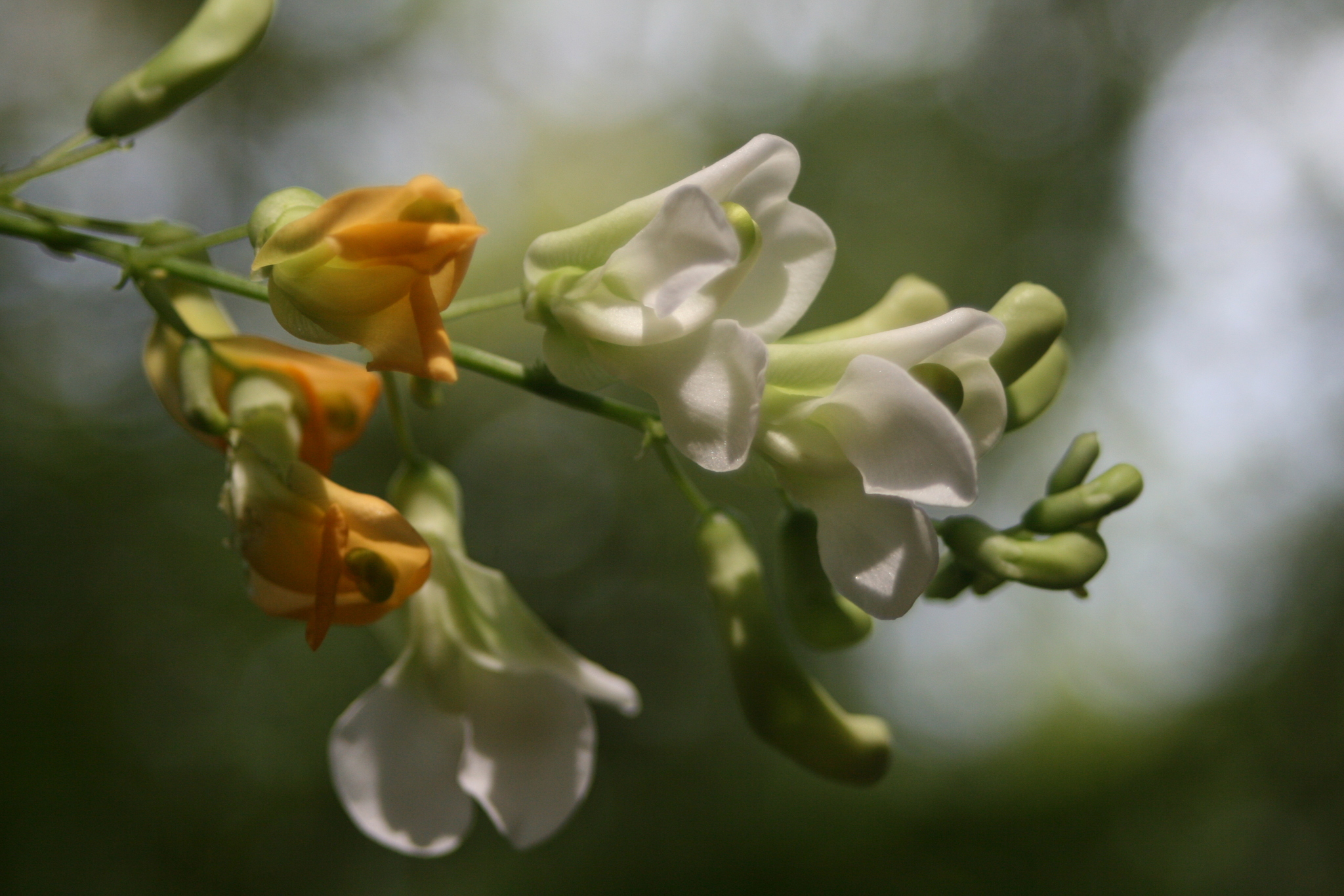 Phaseolus albiflorus