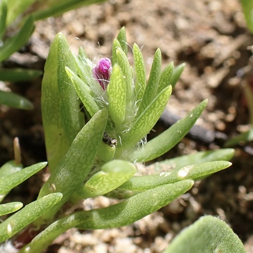 Portulaca pilosa observed 2026-01-26