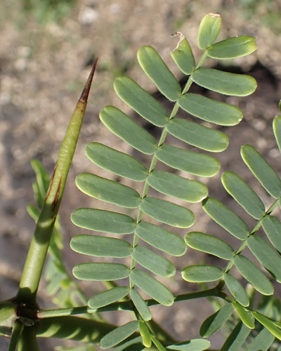 Prosopis juliflora observed 2026-01-26