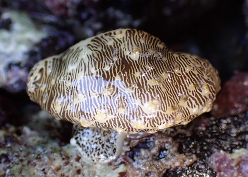 Monetaria moneta observed 2026-01-26