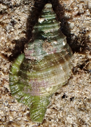 Cymatium muricinum observed 2026-01-26