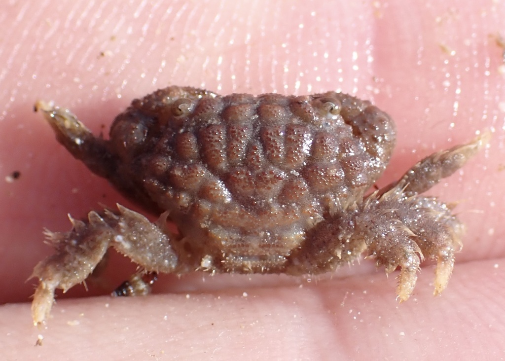 areolated xanthid crab