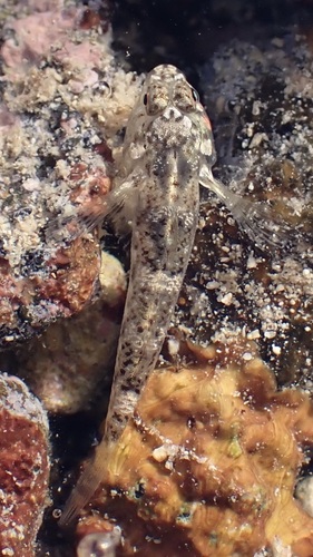 Bathygobius cocosensis, 2026-01-26