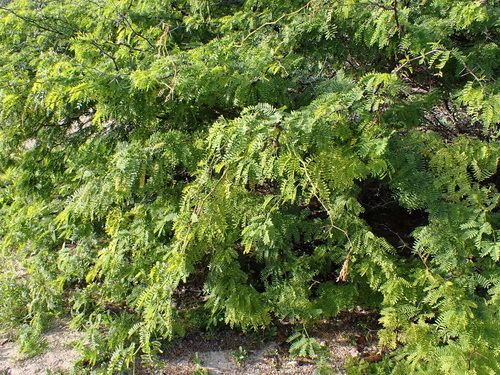 Prosopis juliflora observed 2026-01-26