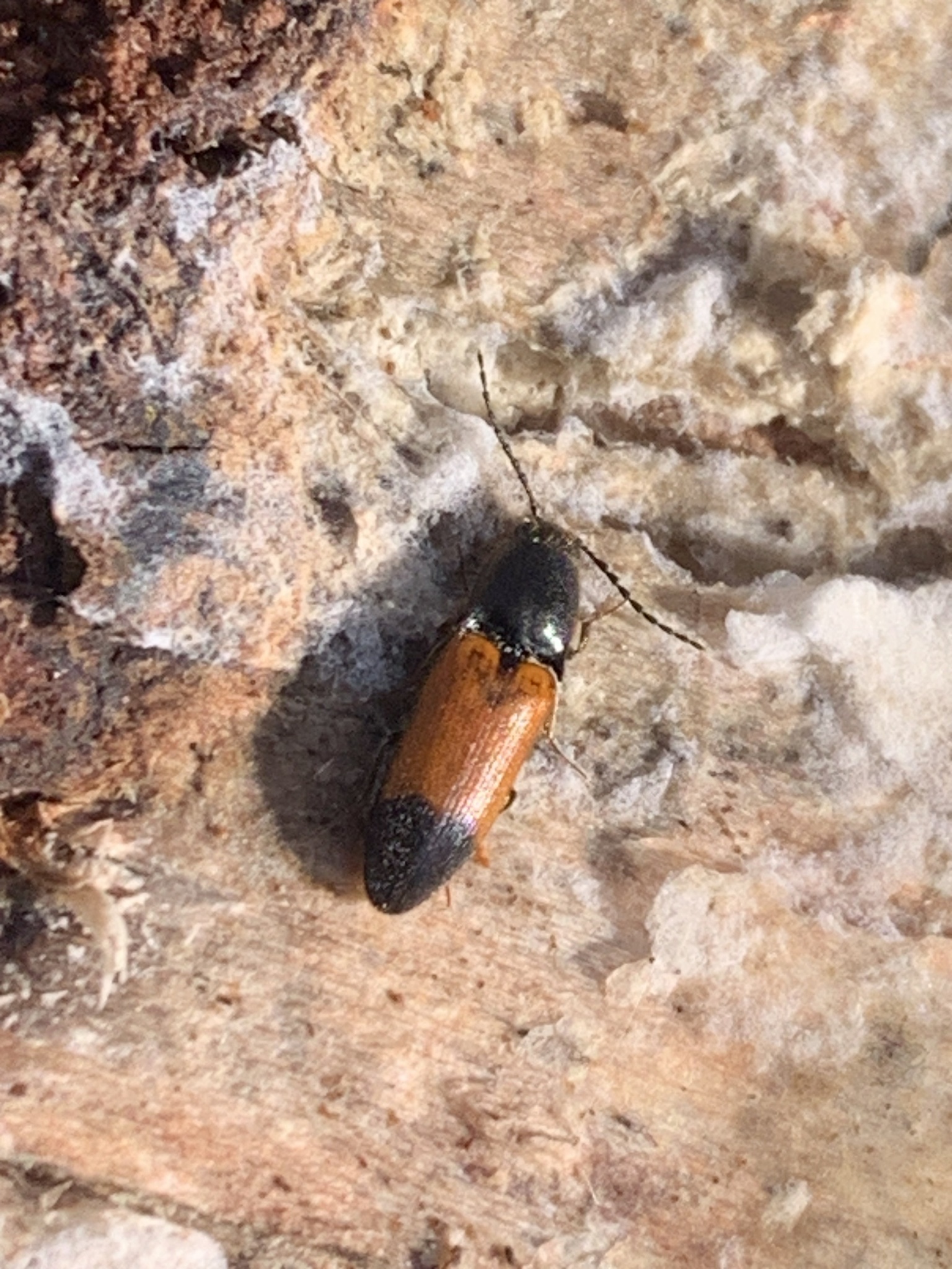 Ampedus balteatus