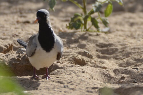 Tórtola rabilarga (Oena capensis)