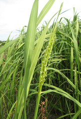 Zizania latifolia