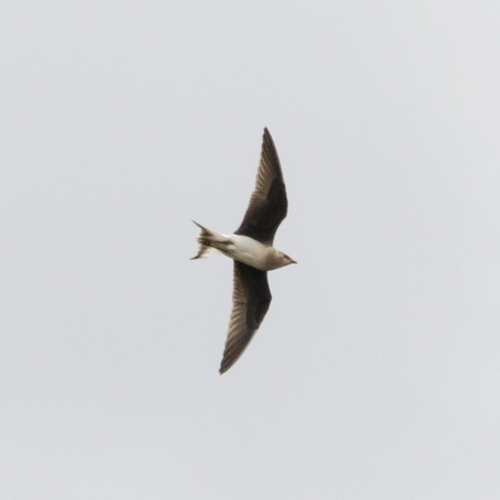 Black-winged Pratincole, Moskva, RU, photo 5 of 10