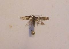 Lecithocera micromela