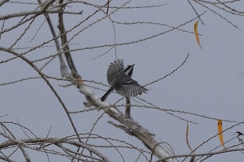 Black-throated Grey Warbler (Setophaga nigrescens), photo 7