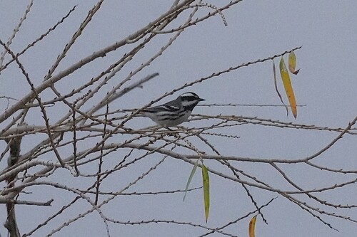 Black-throated Grey Warbler (Setophaga nigrescens), photo 8